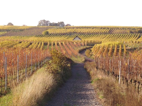 Autour de Mutzig, des vignes et des vergers - Gites Alsace